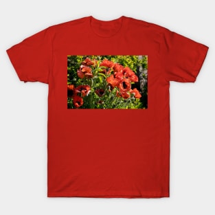 Blood red back lit Poppies T-Shirt